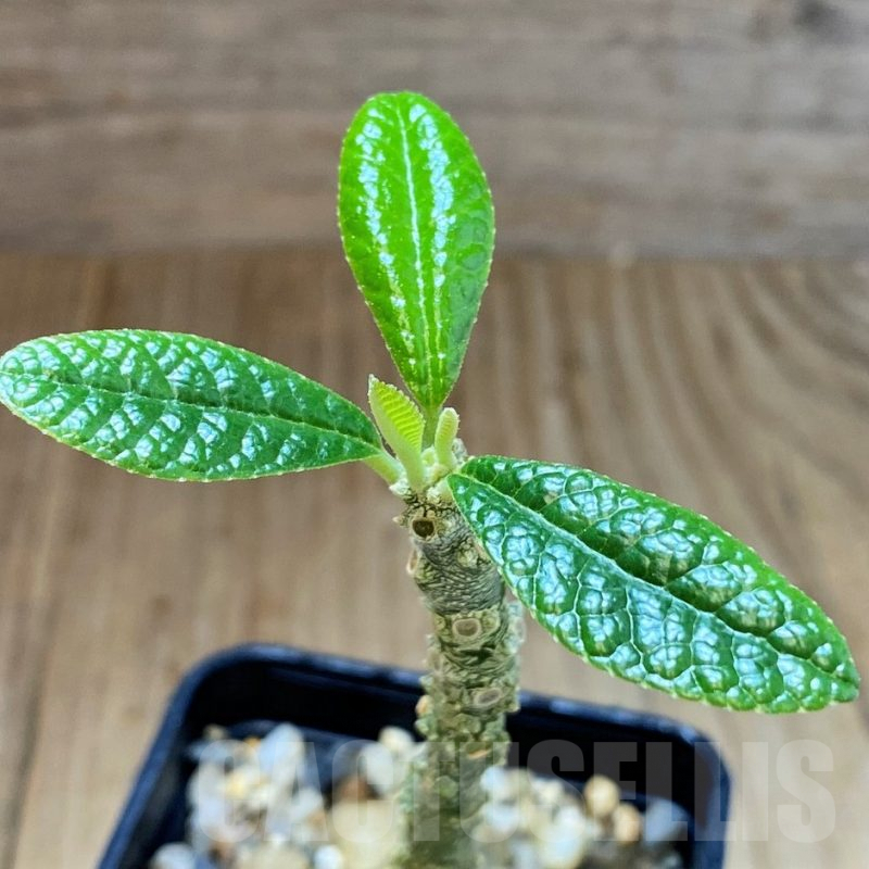 SH4025 Dorstenia gigas