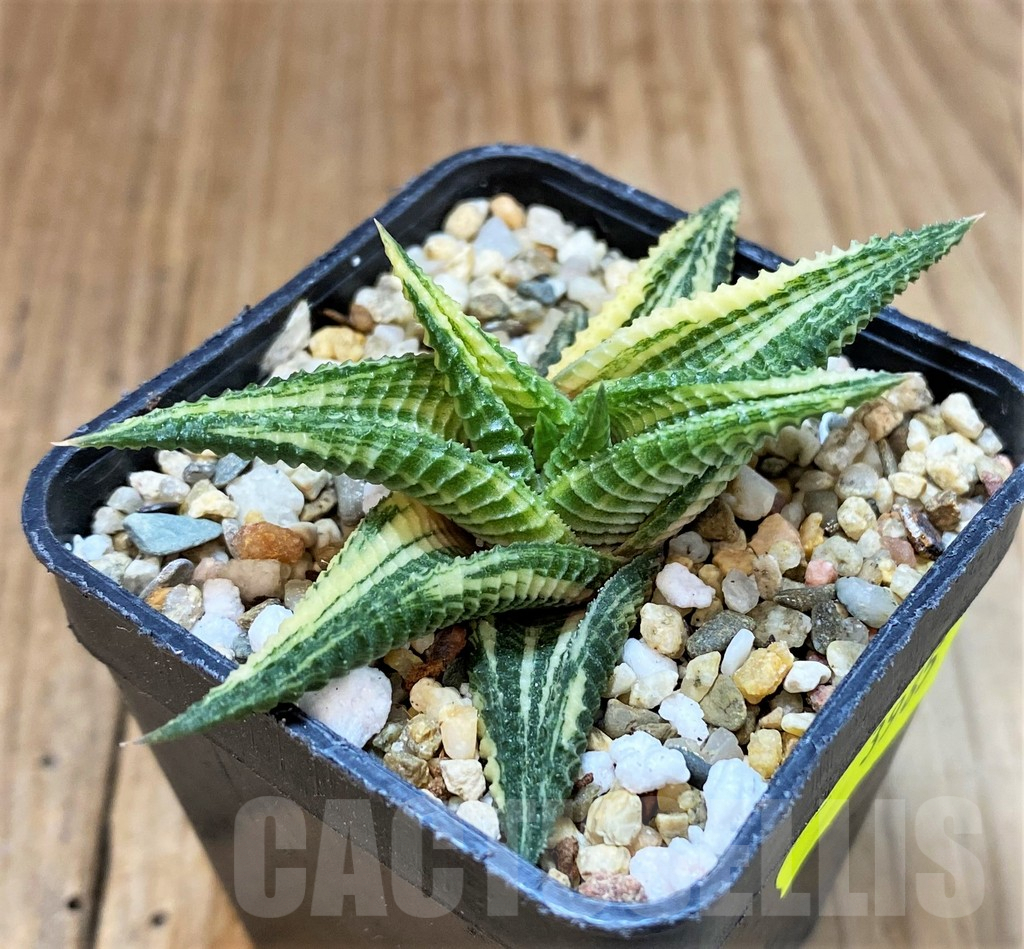 SH3985 Haworthia limifolia f. variegata