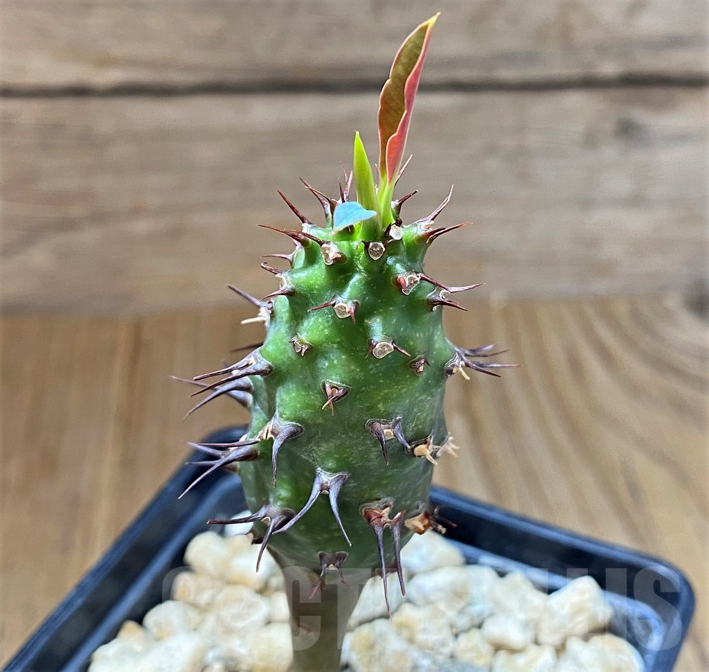 SH4033 Euphorbia pachypodioides