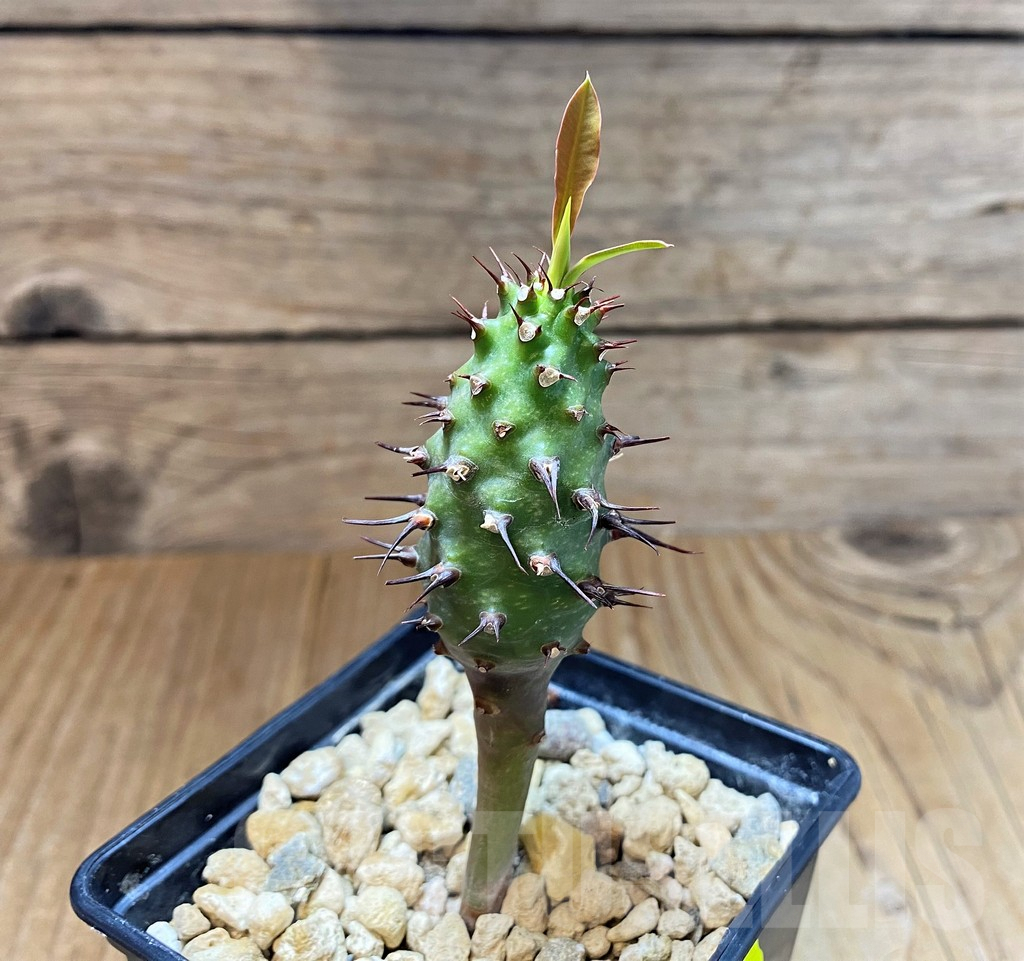 SH4033 Euphorbia pachypodioides - Obrázek 2