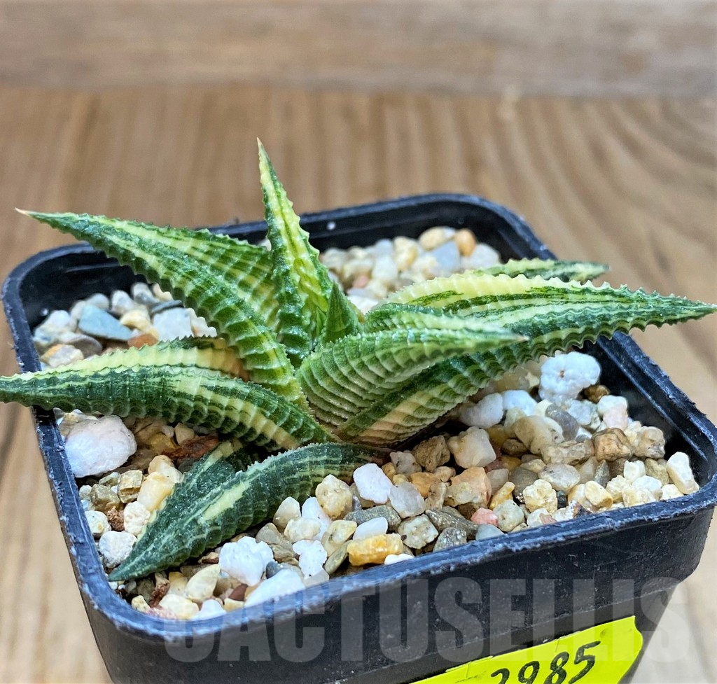 SH3985 Haworthia limifolia f. variegata - immagine 2