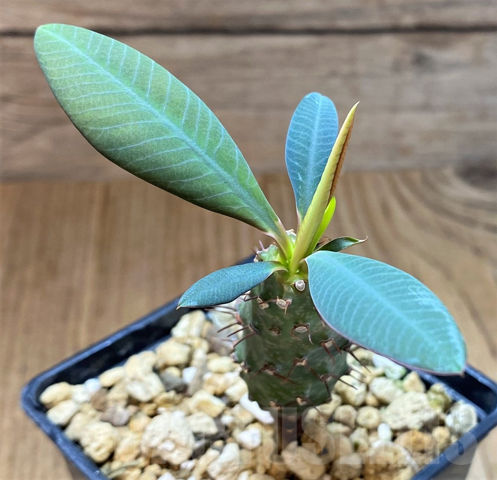 SH4034 Euphorbia pachypodioides