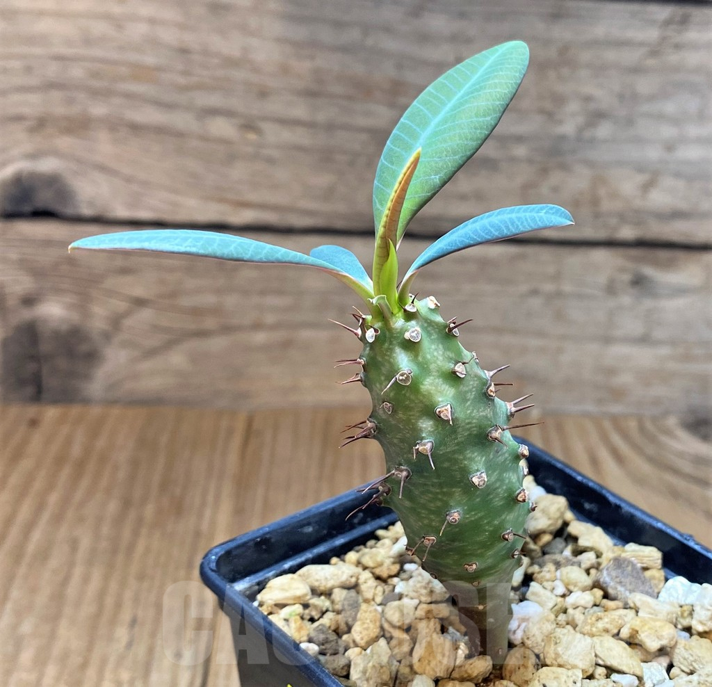 SH4034 Euphorbia pachypodioides - immagine 2