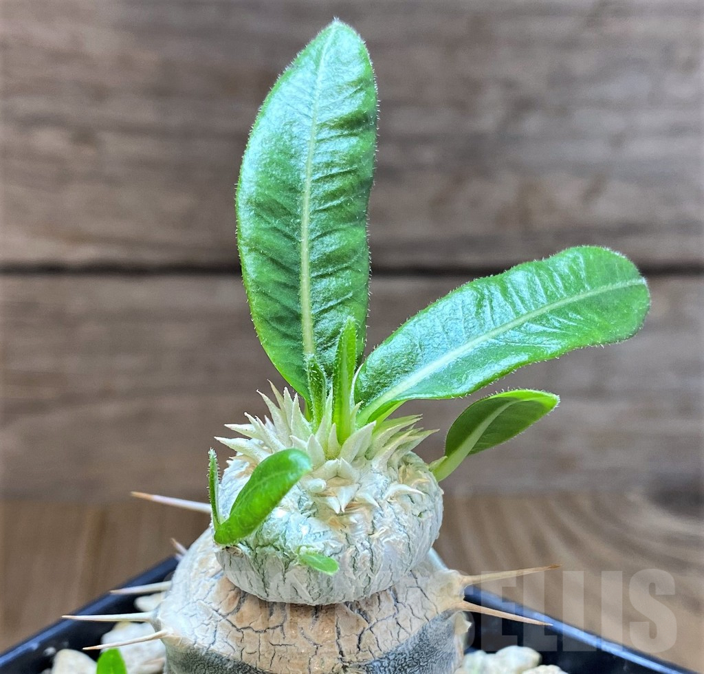 SH4035 Pachypodium brevicaule, grafted - Obrázek 2
