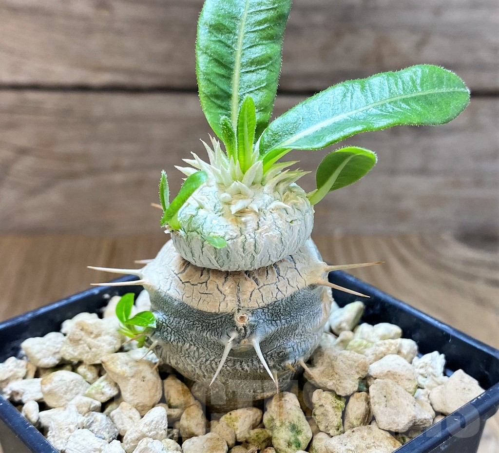 SH4035 Pachypodium brevicaule, grafted - Obrázek 3