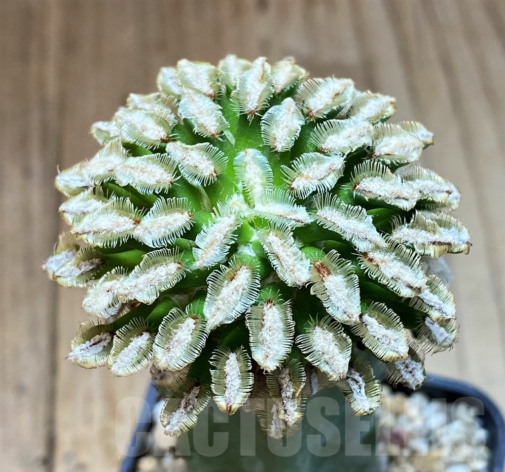 SH4037 Mammillaria bertholdii, grafted