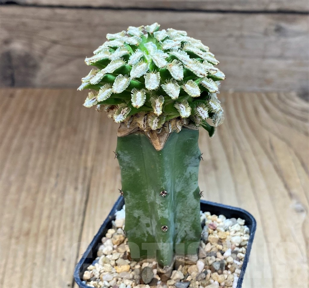 SH4037 Mammillaria bertholdii, grafted - Obrázek 2