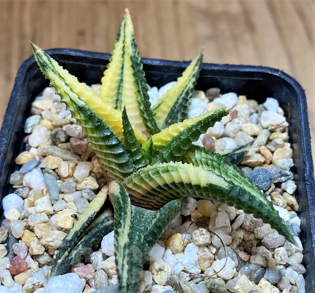 SH3986 Haworthia limifolia f. variegata