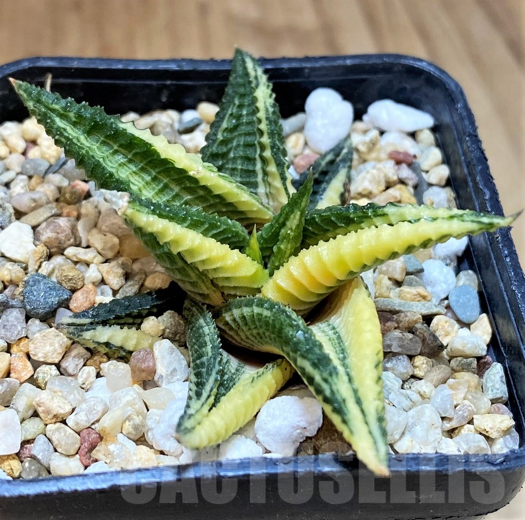 SH3986 Haworthia limifolia f. variegata - Image 2