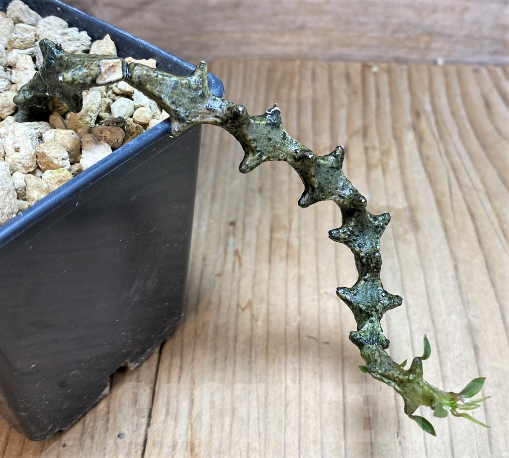 SH3981 Ceropegia armandii