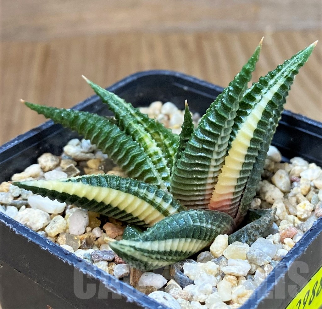 SH3988 Haworthia limifolia f. variegata - Image 2