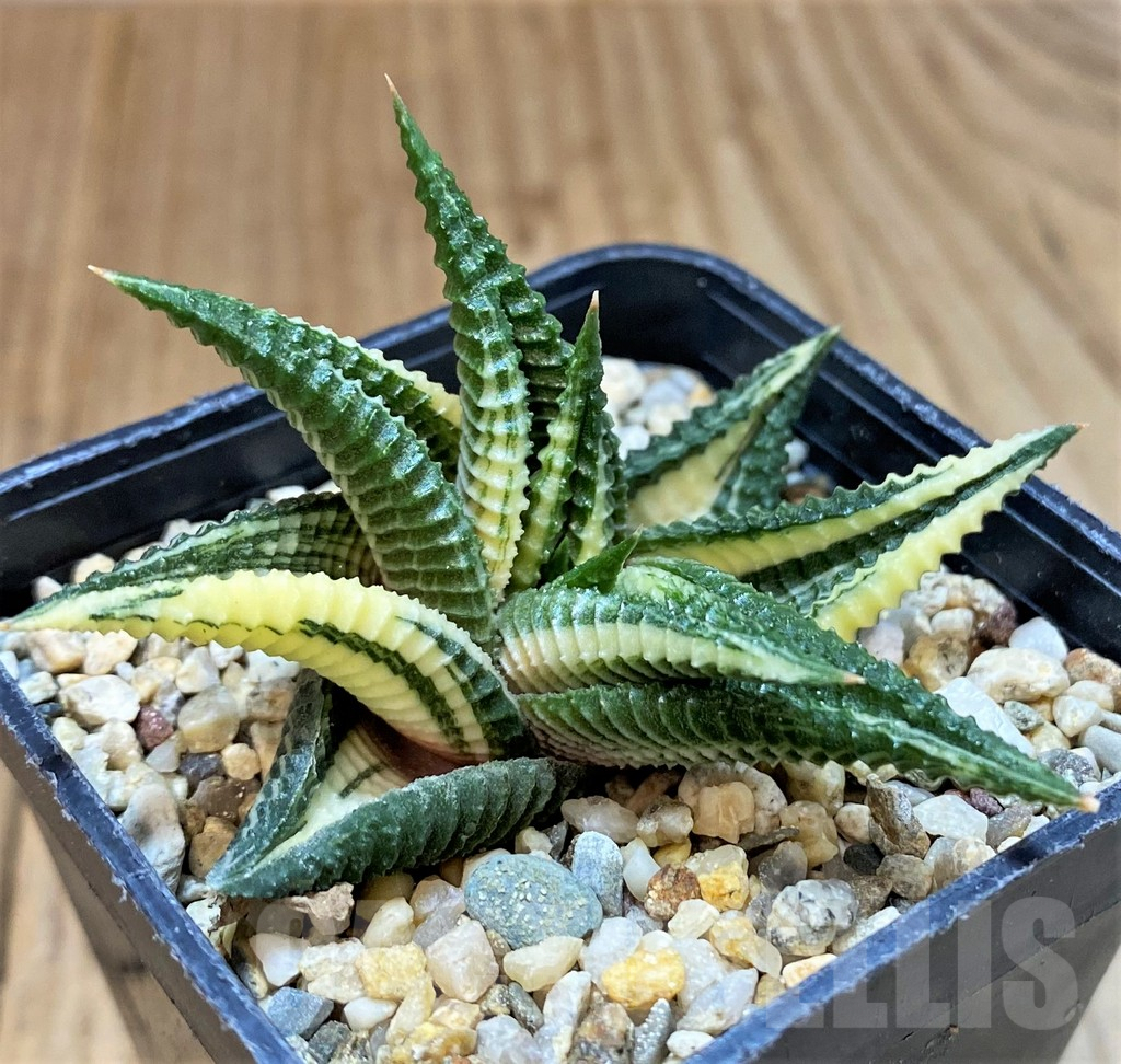 SH3988 Haworthia limifolia f. variegata