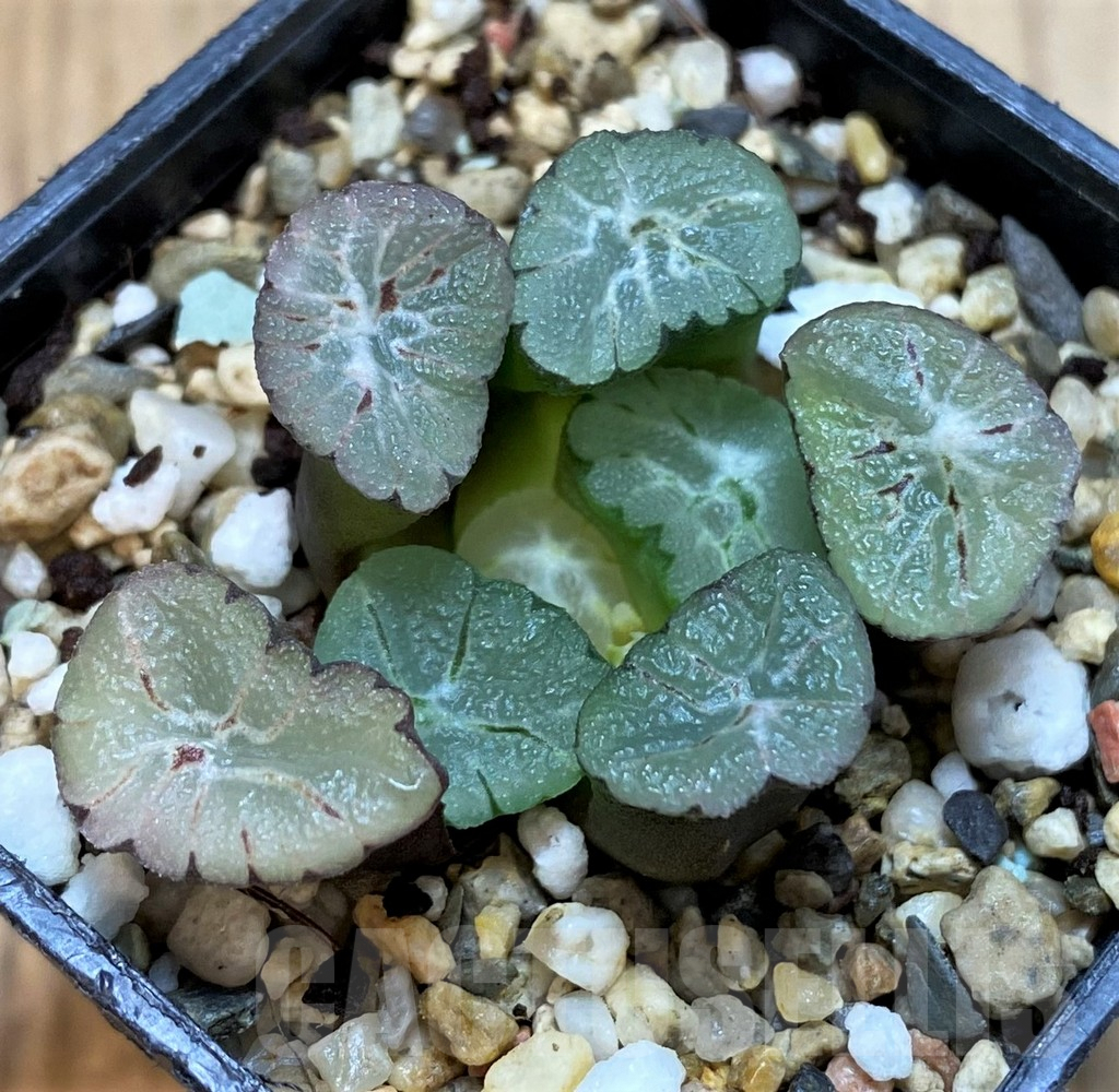 SH3990 Haworthia maughanii 'Purple Rice Wife Vientiane' - Imagen 2