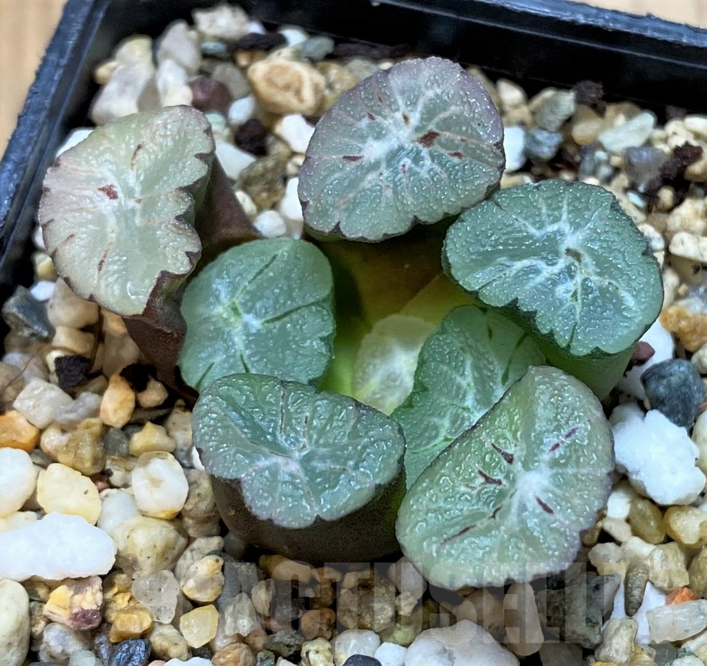 SH3990 Haworthia maughanii 'Purple Rice Wife Vientiane'