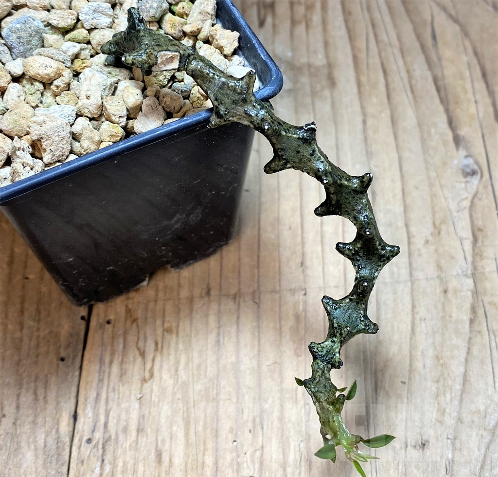 SH3981 Ceropegia armandii - Зображення 2