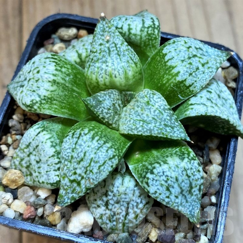 SH3995 Haworthia splendens  'Emerald Silver'