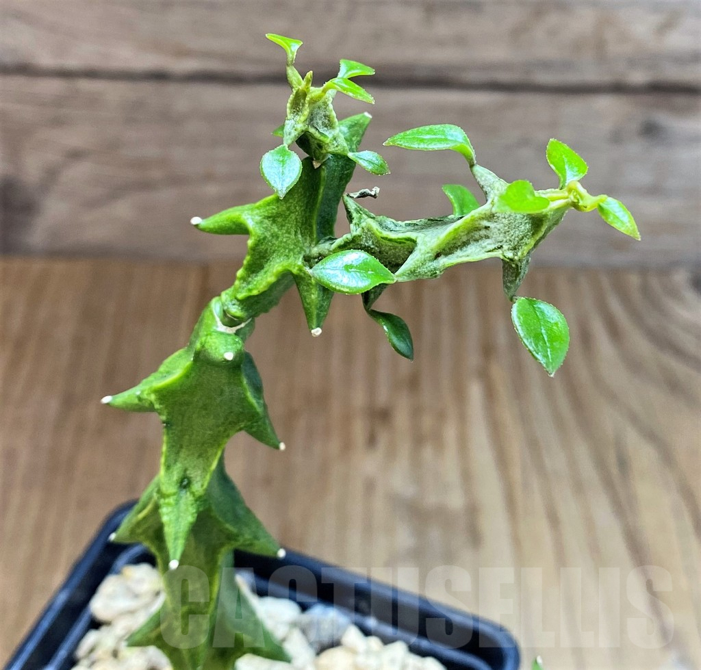 SH3982 Ceropegia simoneae 'Green Form'