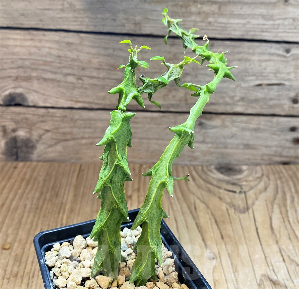 SH3982 Ceropegia simoneae 'Green Form' - Image 2