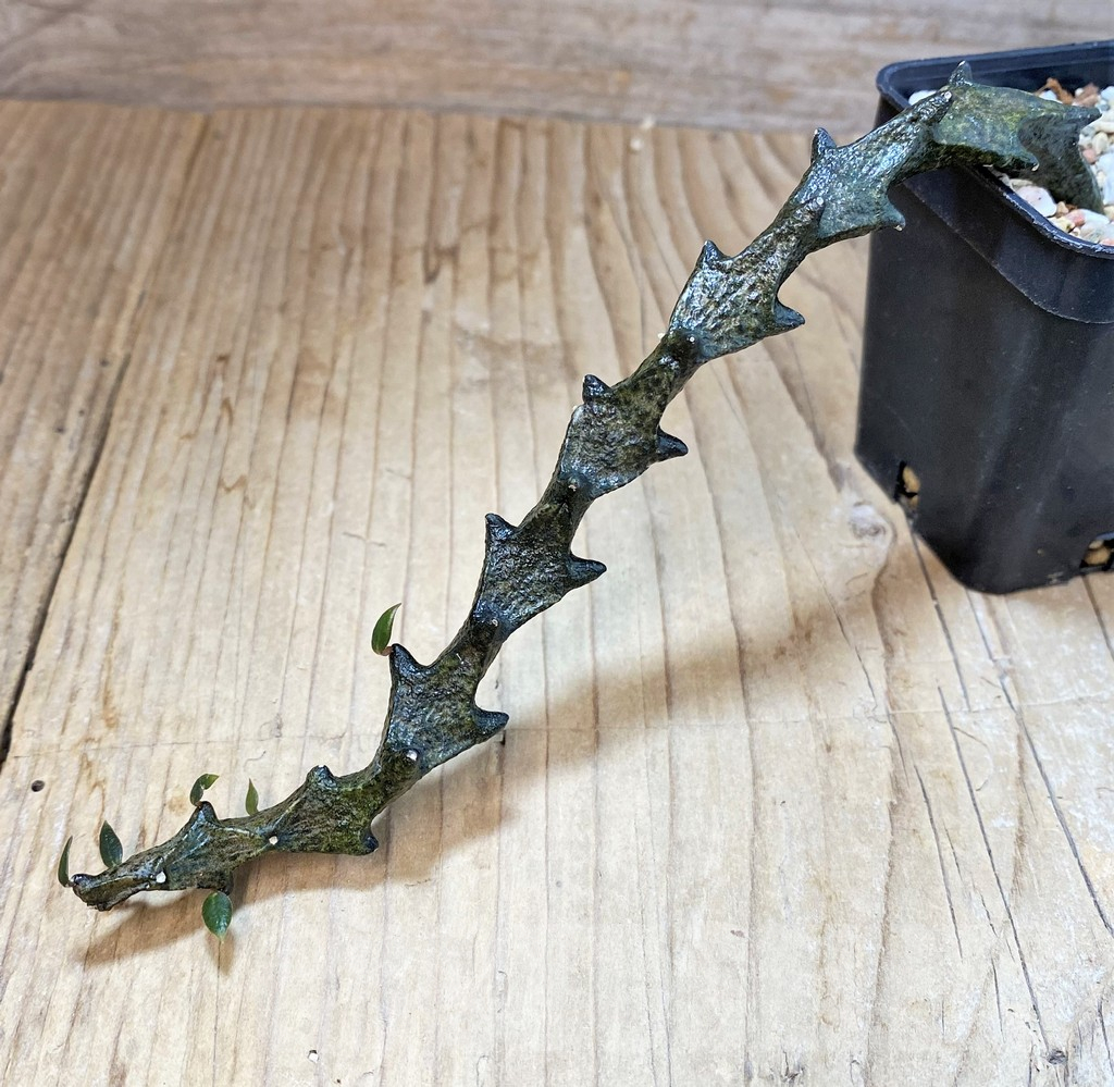 SH3983 Ceropegia bosseri - Image 2