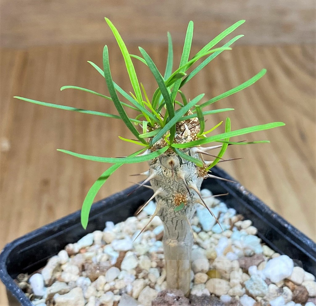 SH4011 Euphorbia gottlebei