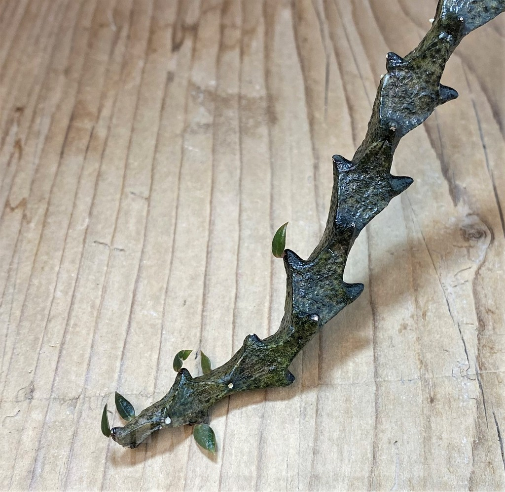 SH3983 Ceropegia bosseri