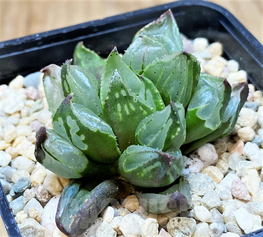 SH4182 Haworthia 'Christmas Candle' - immagine 2