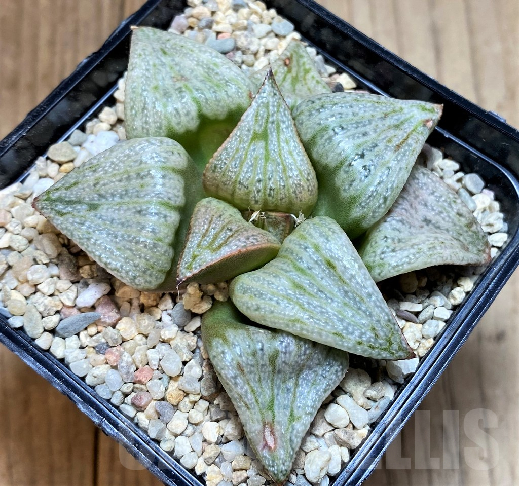 SH4183 Haworthia splendens 'Audrey' - Image 2