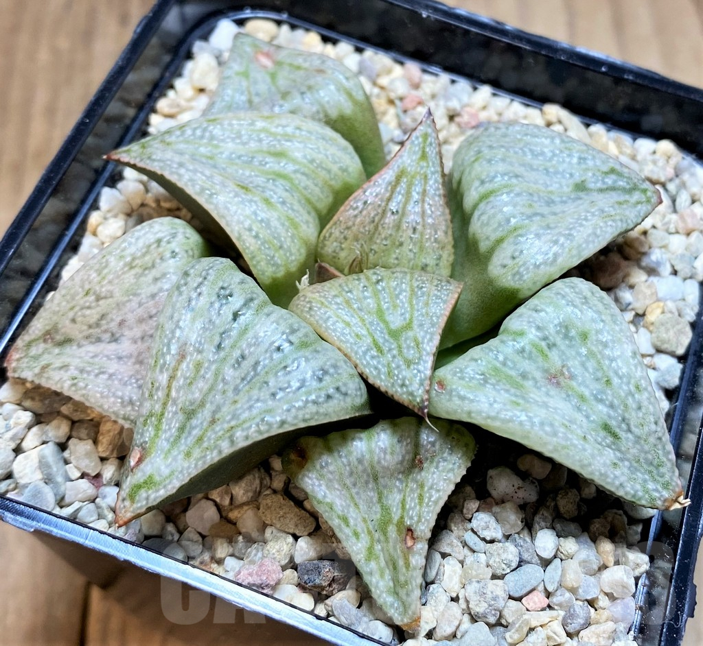 SH4183 Haworthia splendens 'Audrey'