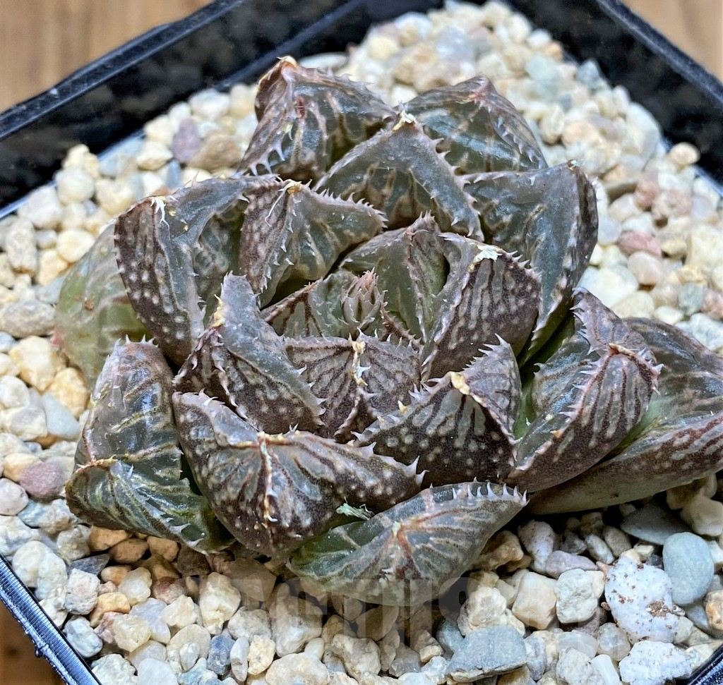 SH4184 Haworthia 'Mirrorball' hybrid - Image 2