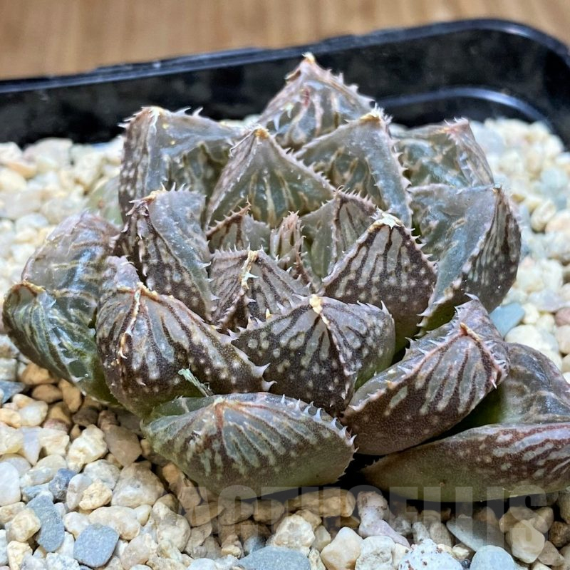 SH4184 Haworthia 'Mirrorball' hybrid