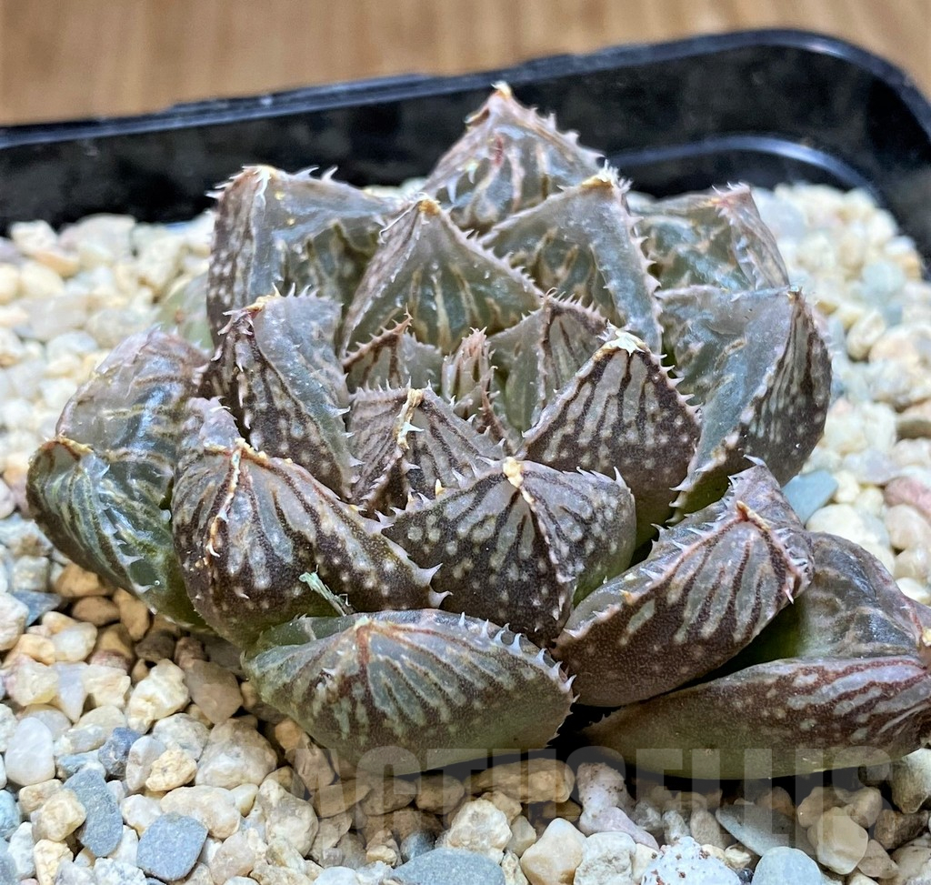 SH4184 Haworthia 'Mirrorball' hybrid