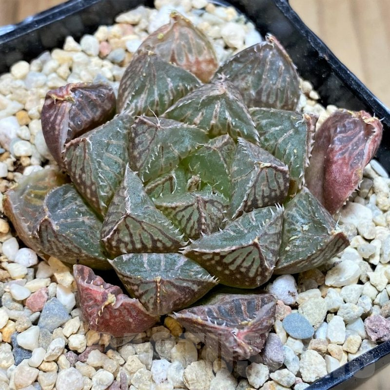 SH4185 Haworthia 'Mirrorball' hybrid