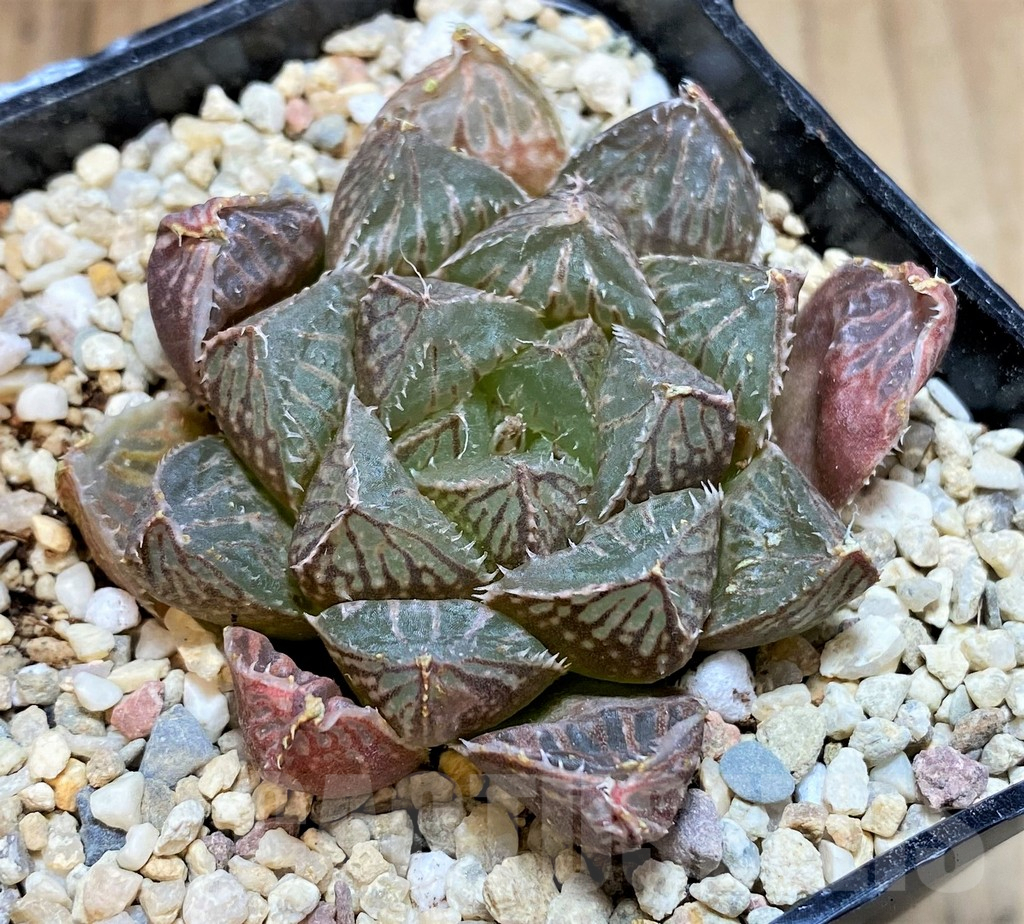 SH4185 Haworthia 'Mirrorball' hybrid