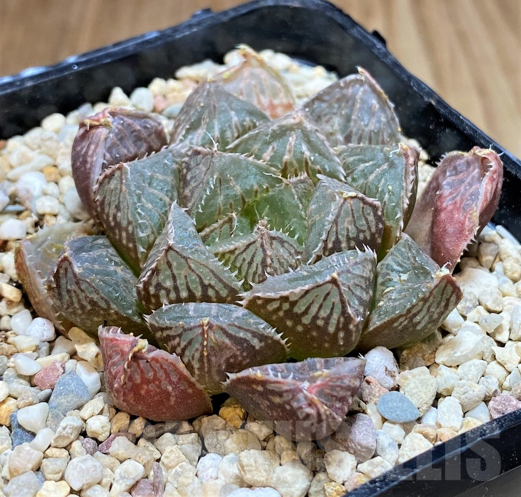 SH4185 Haworthia 'Mirrorball' hybrid - Image 2