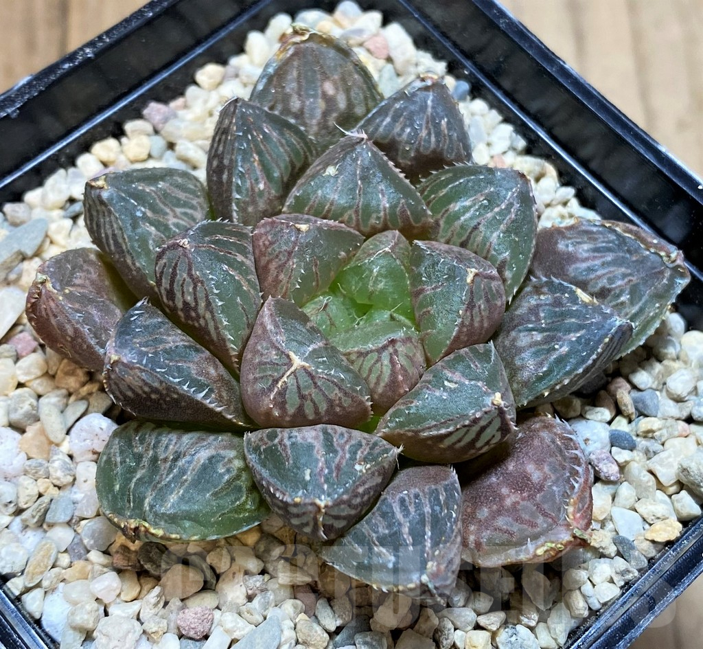 SH4186 Haworthia 'Mirrorball' hybrid - Зображення 2