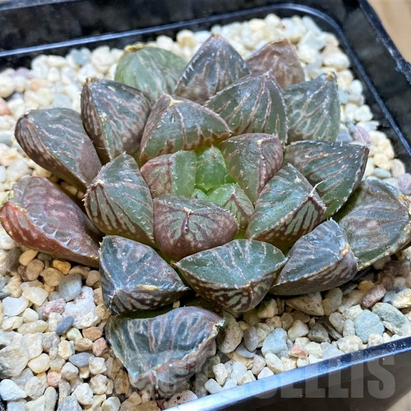 SH4186 Haworthia 'Mirrorball' hybrid