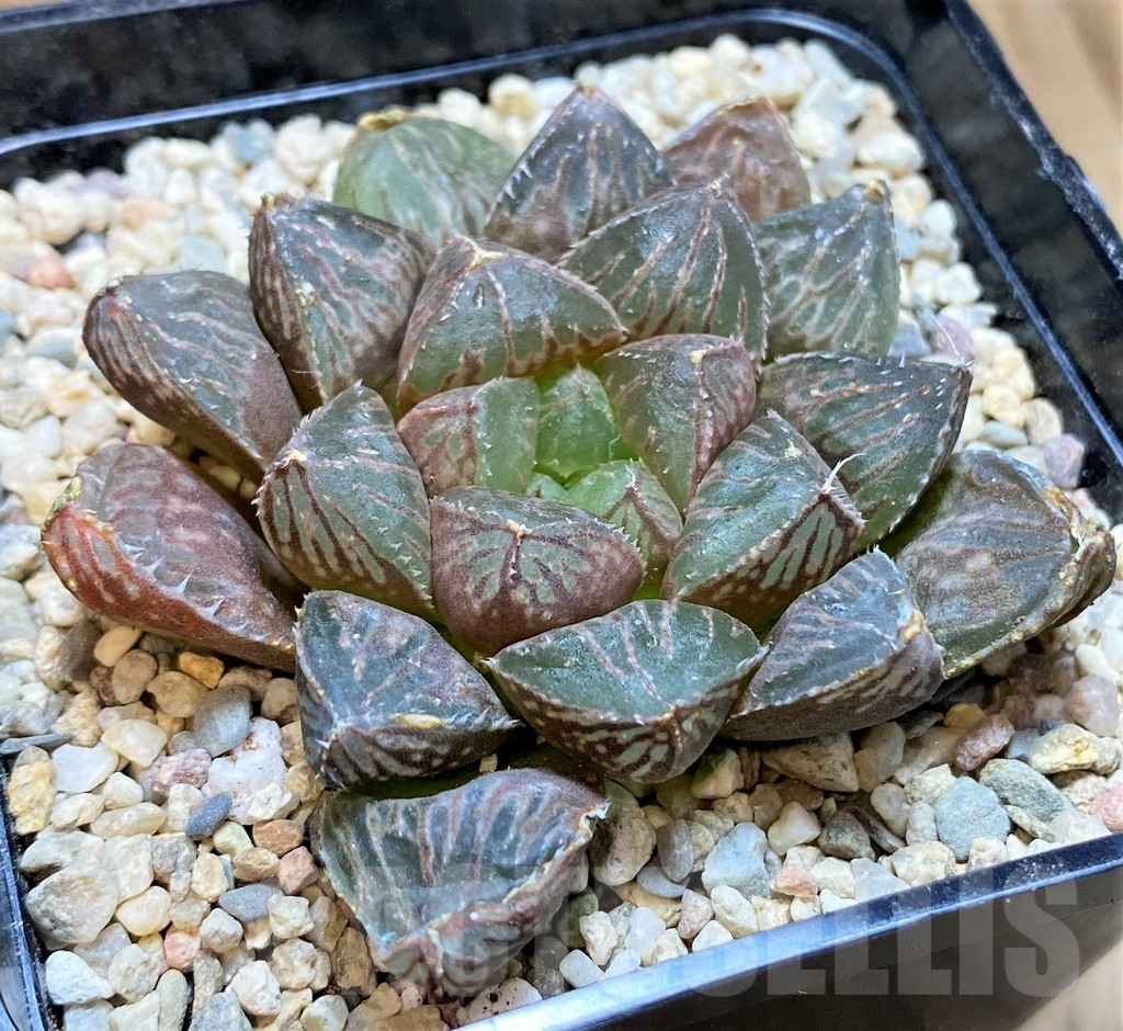 SH4186 Haworthia 'Mirrorball' hybrid