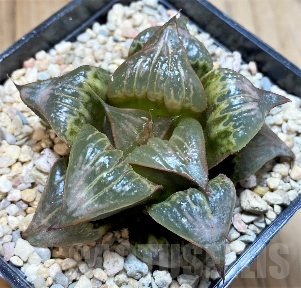 SH4189 Haworthia badia 'Hinototi'