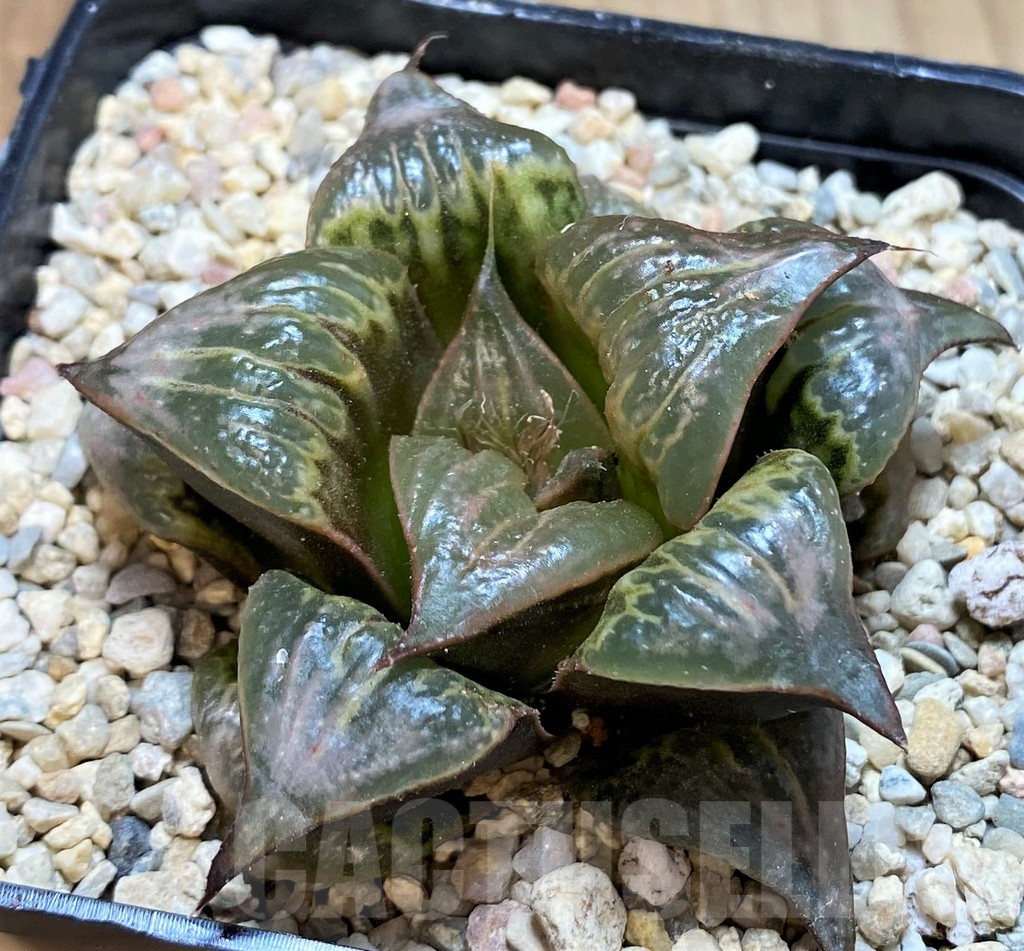 SH4189 Haworthia badia 'Hinototi' - Image 2