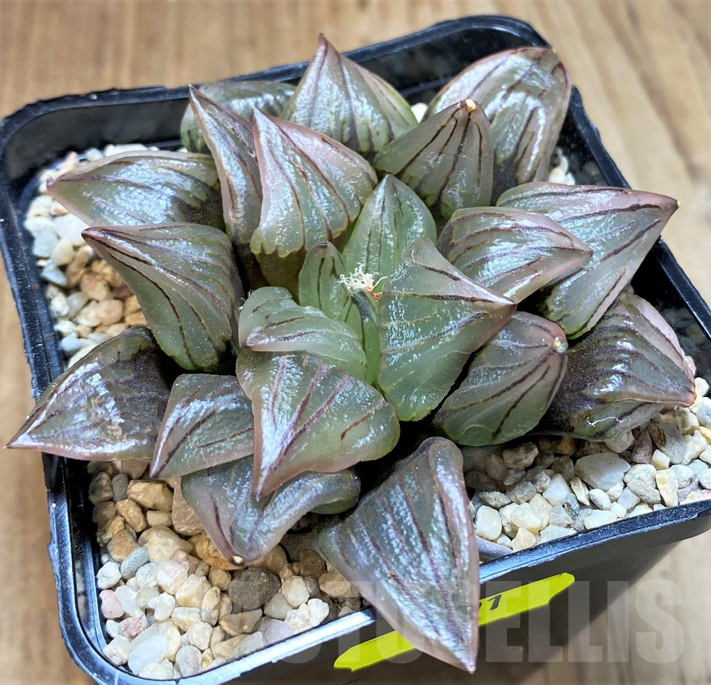SH4191 Haworthia atrofusca 'Watermelon'