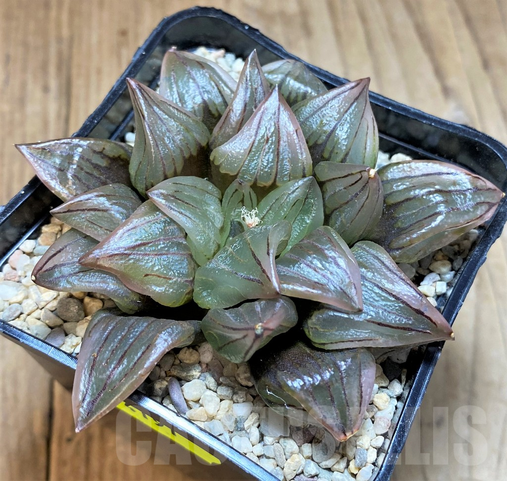 SH4191 Haworthia atrofusca 'Watermelon' - immagine 2