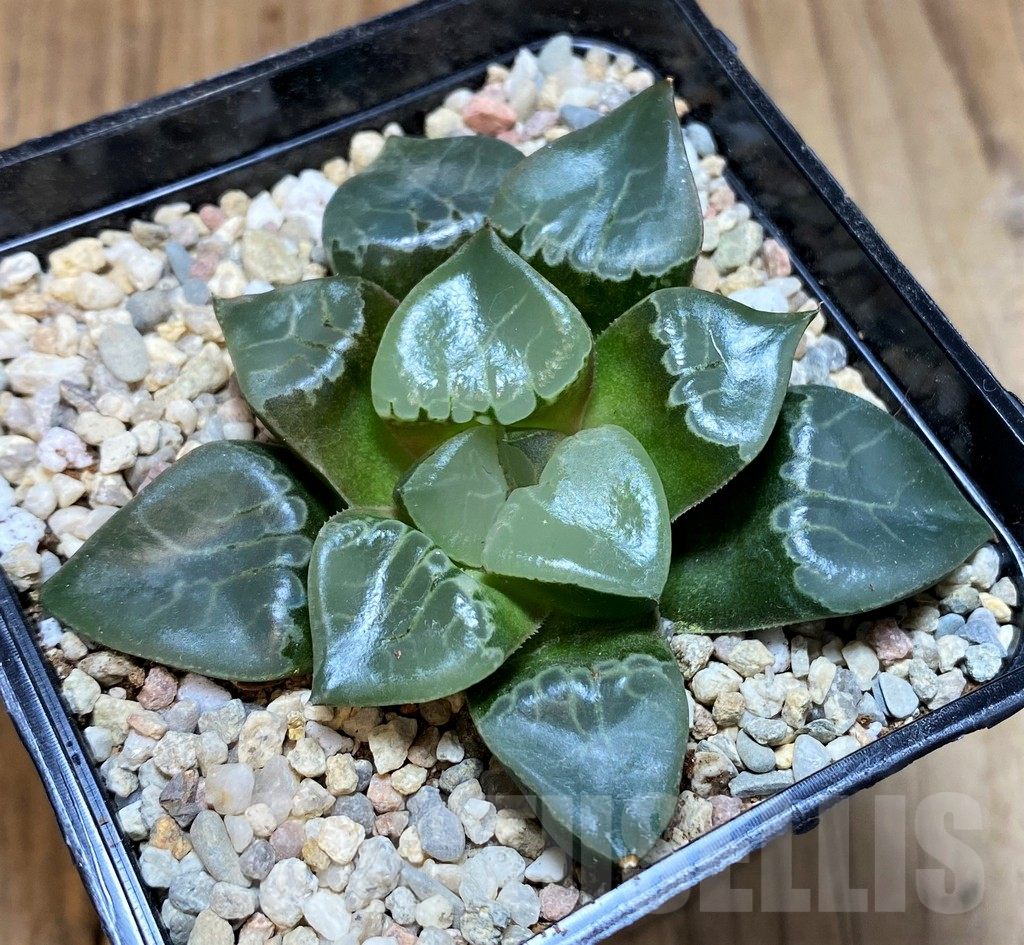 SH4192 Haworthia bayeri 'Fire Phoenix' – Image 2