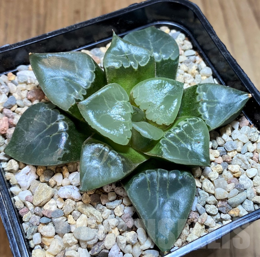 SH4192 Haworthia bayeri 'Fire Phoenix'