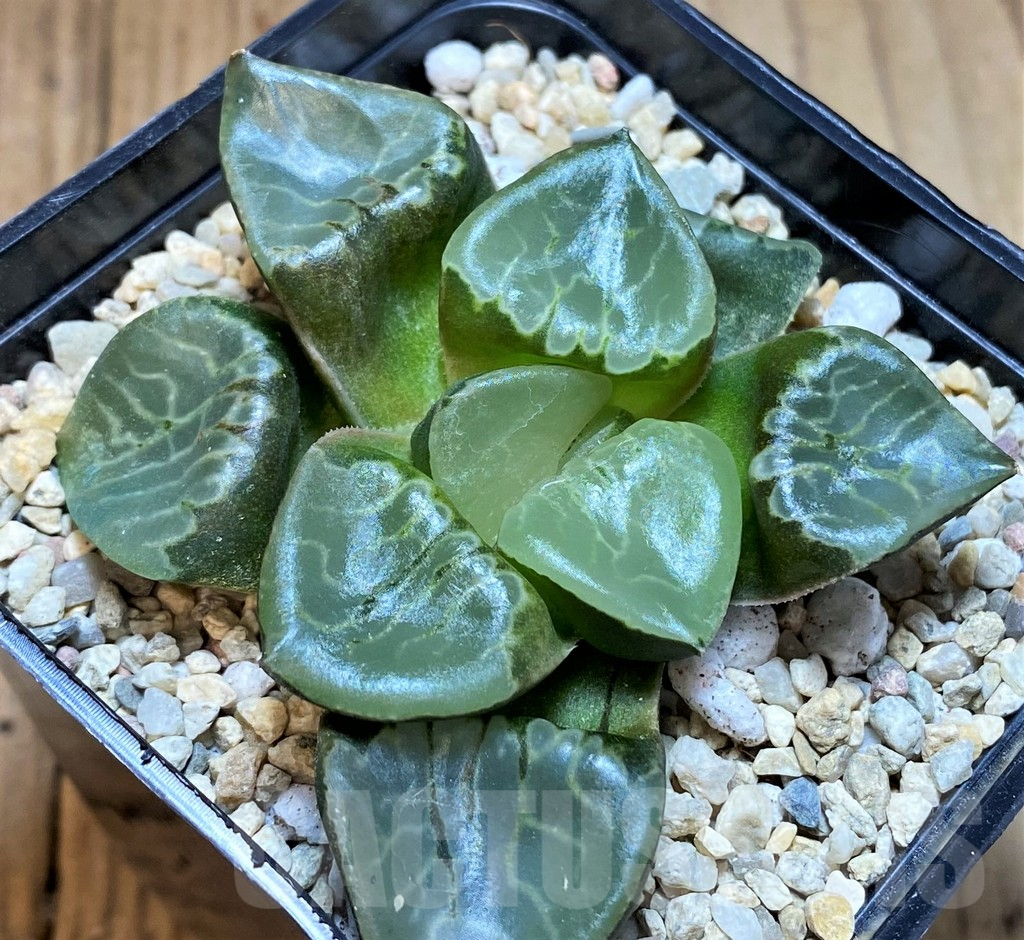 SH4193 Haworthia 'Fire Phoenix'