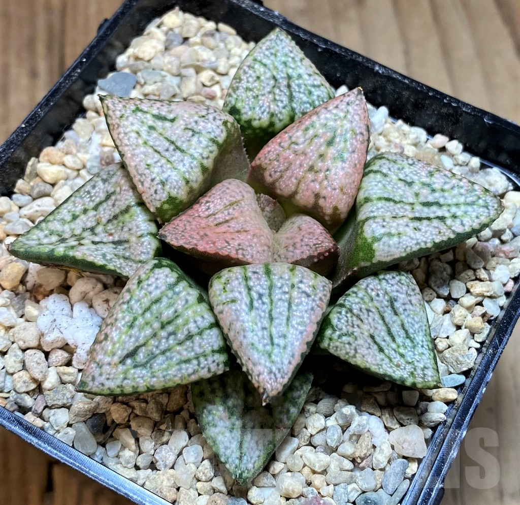 SH4196 Haworthia picta 'Red Peacock' - Image 2