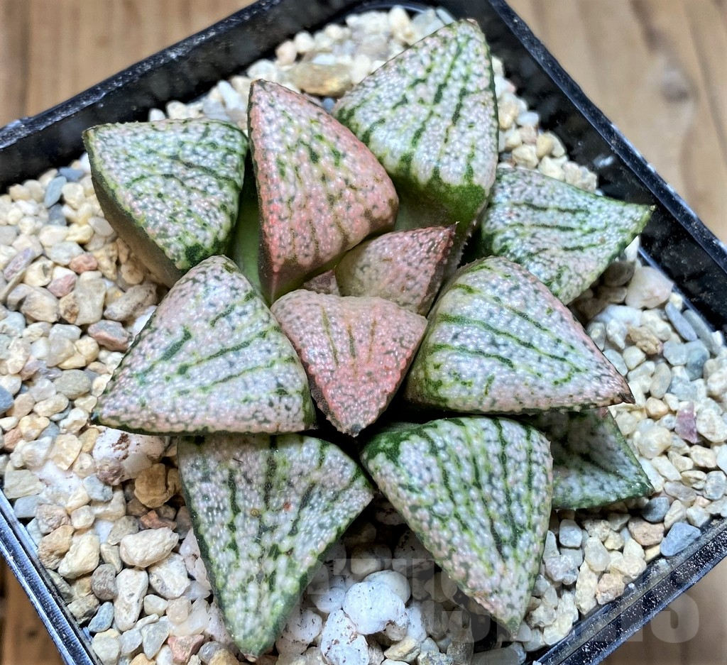 SH4196 Haworthia picta 'Red Peacock'