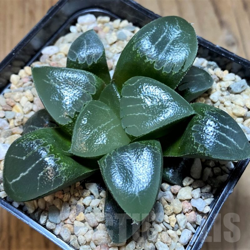 SH4197 Haworthia bayeri 'Beauty Moon Shadow'