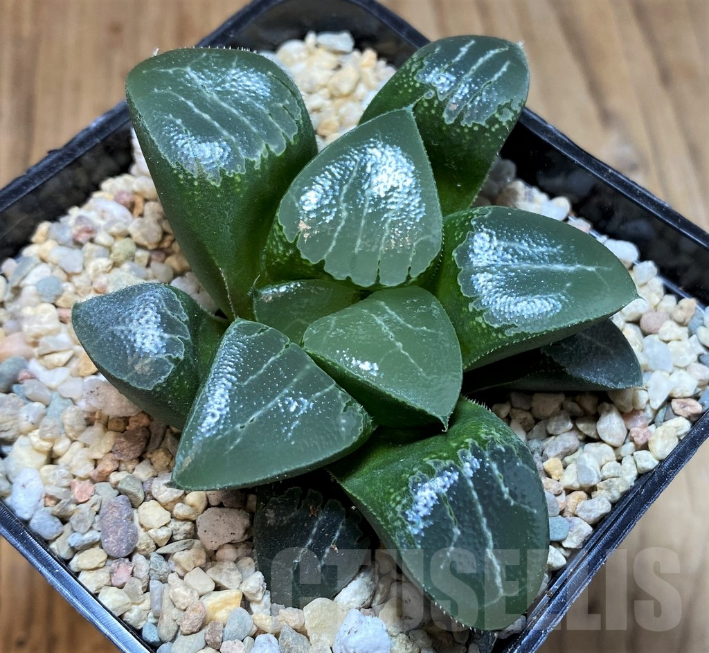 SH4197 Haworthia bayeri 'Beauty Moon Shadow' - Image 2