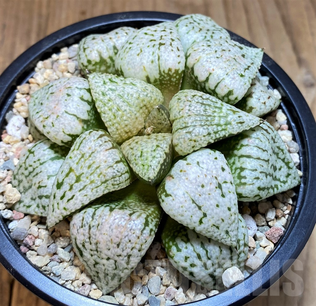 SH4198 Haworthia picta 'White Magic'
