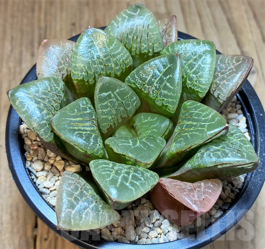 SH4199 Haworthia comptoniana 'Wanhua Jing' - immagine 2